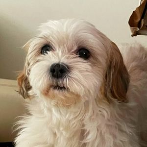 Meet your Posher, Pilar